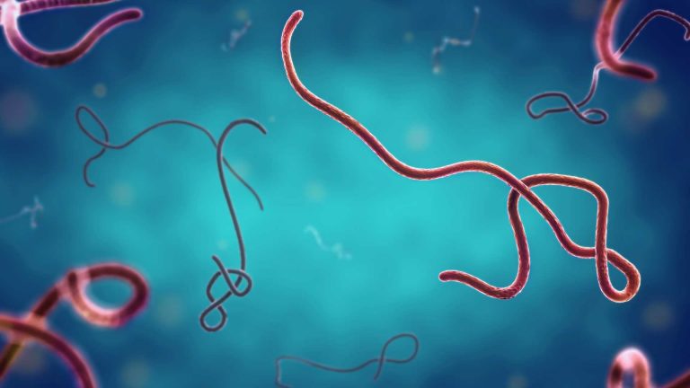 Kenali Gejala Ebola di Uganda