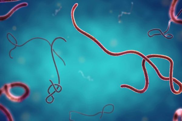 Kenali Gejala Ebola di Uganda