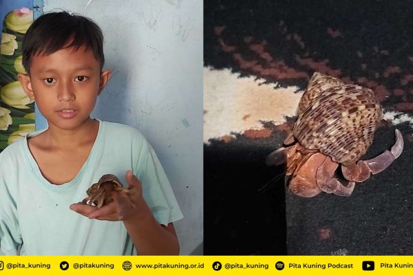 Keong Anak Pita Kuning